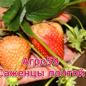 Клубника Земклуника Купец советы по посадке и уходу Клубника Земклуника Купец: советы по посадке и уходу